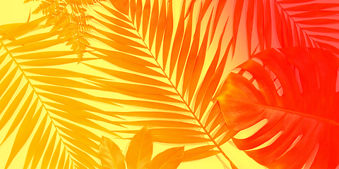 Image showing Modern tropical pattern with exotic leaves isolated on bright background. Flyer for design. Copyspace for ad.