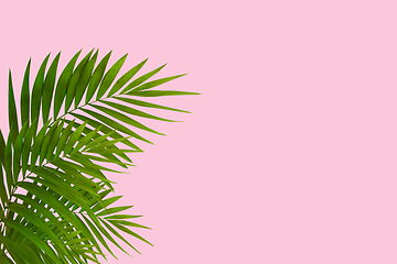 Image showing Exotic green tropical palm leaves isolated on pink background. Flyer for ad, design.