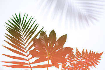 Image showing Summer tropical exotic leaves isolated on white background. Flyer for design. Copyspace for ad.