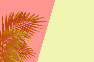 Image showing Exotic brown tropical palm leaves isolated on pink yellow background. Flyer for ad, design.