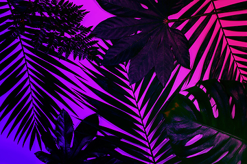 Image showing Exotic tropical palm leaves isolated on purple pink gradient background. Flyer for ad, design.