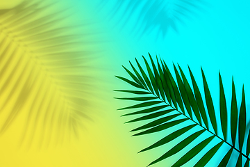 Image showing Exotic green tropical palm leaf with shadow isolated on blue yellow background. Flyer for ad, design.