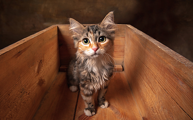 Image showing Little cute multicolored purebred kitten of Siberian cat sitting in wooden box isolated on colored background. Flyer for ad, design.