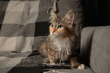 Image showing Portrait of multicolored purebred kitten of Siberian cat sitting on sofa covered with a checkered blanket. Flyer for ad, design. Home interior.