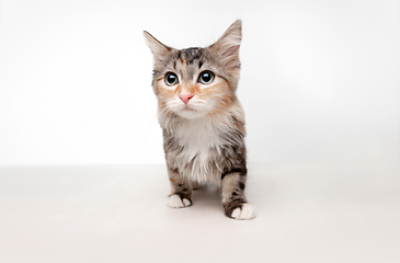 Image showing Multicolor beautiful cat posing isolated on white studio background. Flyer for ad, design. Copy space.