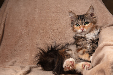 Image showing Portrait of multicolored purebred kitten of Siberian cat sitting on sofa covered with a blanket. Flyer for ad, design. Home interior.