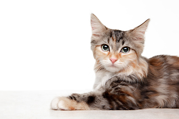 Image showing Multicolor beautiful cat posing isolated on white studio background. Flyer for ad, design. Copy space.