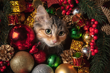 Image showing Funny little kitten isolated in Christmas and New Year toys and decorations. Greeting card, flyer for design.