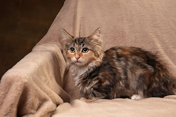 Image showing Portrait of multicolored purebred kitten of Siberian cat sitting on sofa covered with a blanket. Flyer for ad, design. Home interior.