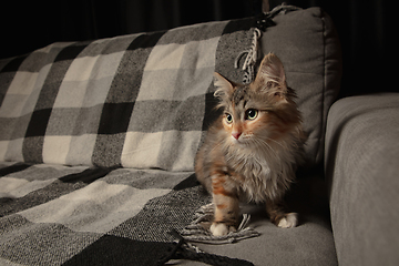 Image showing Portrait of multicolored purebred kitten of Siberian cat sitting on sofa covered with a checkered blanket. Flyer for ad, design. Home interior.