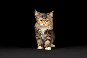 Image showing Portrait of little kitten Siberian Forest cat posing isolated on black studio background. Flyer for ad, design. Copy space.