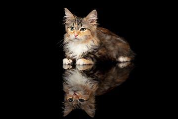 Image showing Beautiful Siberian cat laying down isolated on black studio background. Flyer for ad, design. Copy space.