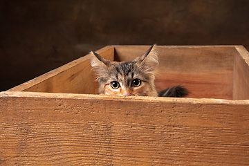 Image showing Little cute multicolored purebred kitten of Siberian cat sitting in wooden box isolated on colored background. Flyer for ad, design.