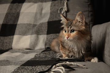 Image showing Portrait of multicolored purebred kitten of Siberian cat sitting on sofa covered with a checkered blanket. Flyer for ad, design. Home interior.