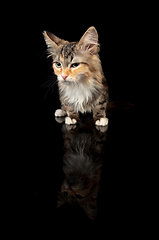 Image showing Portrait of little kitten Siberian Forest cat posing isolated on black studio background. Flyer for ad, design. Copy space.