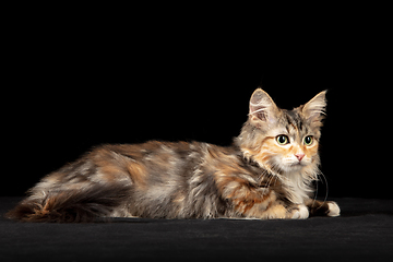 Image showing Beautiful Siberian cat laying down isolated on black studio background. Flyer for ad, design. Copy space.