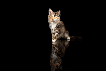 Image showing Portrait of little kitten Siberian Forest cat posing isolated on black studio background. Flyer for ad, design. Copy space.