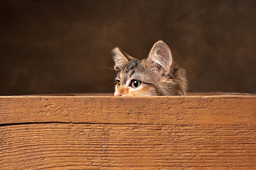 Image showing Little cute multicolored purebred kitten of Siberian cat sitting in wooden box isolated on colored background. Flyer for ad, design.