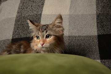 Image showing Close-up portrait of multicolored purebred kitten of Siberian cat sitting on sofa covered with a checkered blanket. Home interior.