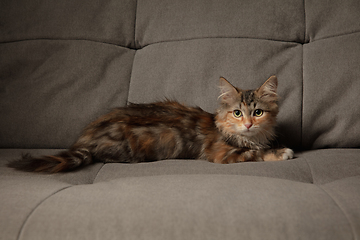 Image showing Portrait of multicolored purebred kitten of Siberian cat laying down on grey sofa. Flyer for ad, design. Home interior.