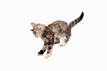 Image showing Multicolor beautiful cat playing isolated on white studio background. Flyer for ad, design. Copy space.