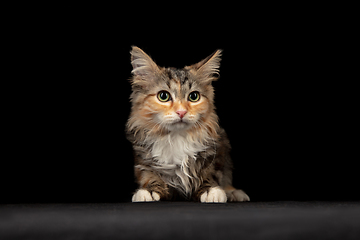 Image showing Portrait of little Siberian Forest cat sitting isolated on black studio background. Flyer for ad, design. Copy space.