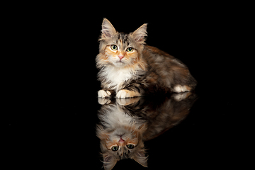 Image showing Beautiful Siberian cat laying down isolated on black studio background. Flyer for ad, design. Copy space.