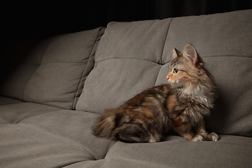 Image showing Portrait of multicolored purebred kitten of Siberian cat laying down on grey sofa. Flyer for ad, design. Home interior.