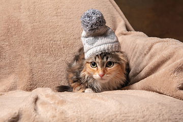 Image showing Cute kitten of Siberian cat in tiny hat sitting on sofa covered with a blanket. Flyer for ad, design. Home interior.