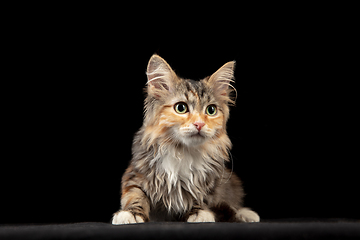 Image showing Beautiful Siberian cat laying down isolated on black studio background. Flyer for ad, design. Copy space.