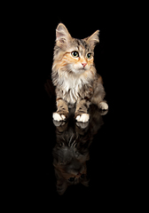 Image showing Portrait of little Siberian cat sitting isolated on black studio background. Flyer for ad, design. Copy space.