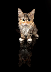 Image showing Portrait of little Siberian cat sitting isolated on black studio background. Flyer for ad, design. Copy space.
