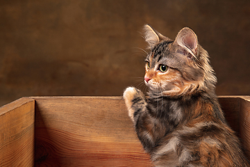 Image showing Little cute multicolored purebred kitten of Siberian cat sitting in wooden box isolated on colored background. Flyer for ad, design.