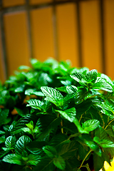 Image showing fresh mint plant