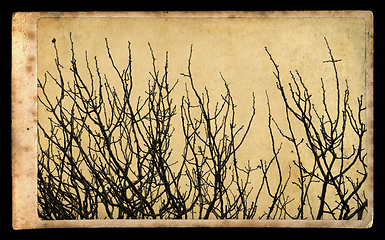 Image showing branches on vintage photo paper