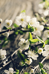 Image showing Spring Blossom