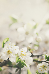 Image showing Spring Blossom