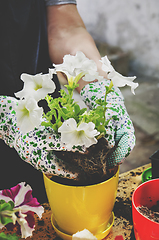 Image showing Gardening