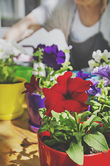 Image showing Gardening