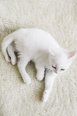 Image showing White Cat