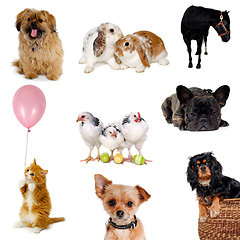 Image showing Collection of pets