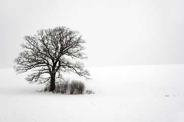 Image showing Tree on hill at winter