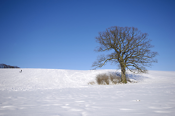 Image showing Tree on hill at winter