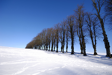 Image showing Trees on hill at winter