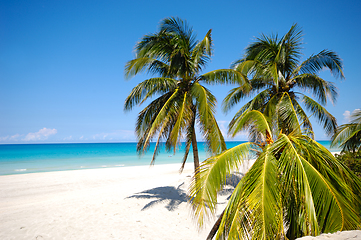 Image showing Palms on exotic beach