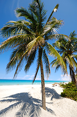 Image showing Palm on tropical beach