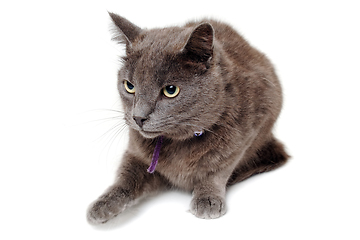 Image showing Gray cat on a isolated white background.