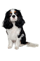 Image showing Sad Cavalier King Charles Spaniel dog