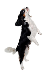 Image showing Sad Cavalier King Charles Spaniel dog standing 