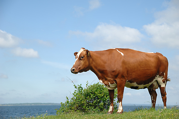 Image showing Cow standing on green grass